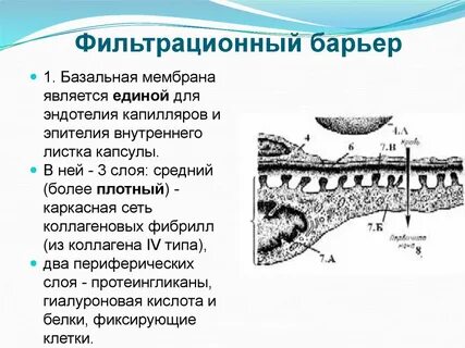 Почечный барьер