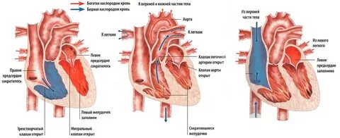 Бедна кислородом течет в малом кругу