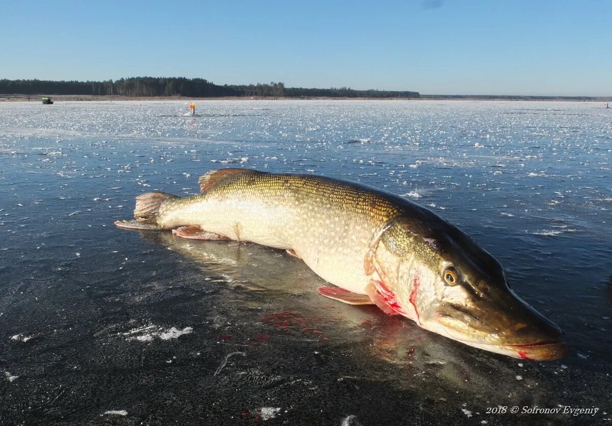 Щука на Волге. Рыба в Волге. Щука в реке. Рыбы Чувашии. Щука водится