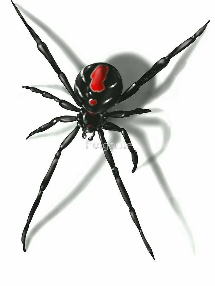 Черный паук хорошо. Черная вдова паук. Паук черная вдова 3 д. Каракурт паук. Паук черная вдова референс.