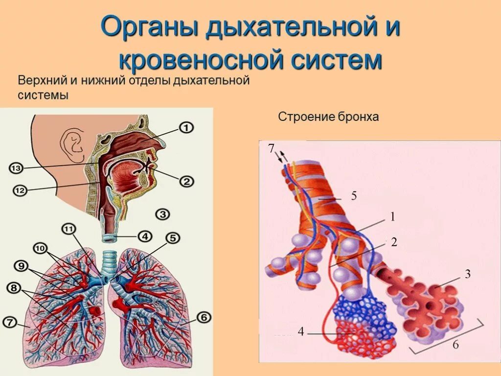 Строение дыхательной и кровеносной системы. Взаимосвязь дыхательной и кровеносной систем. Строение системы органов дыхания человека. Схема кровеносной и дыхательной систем человека.