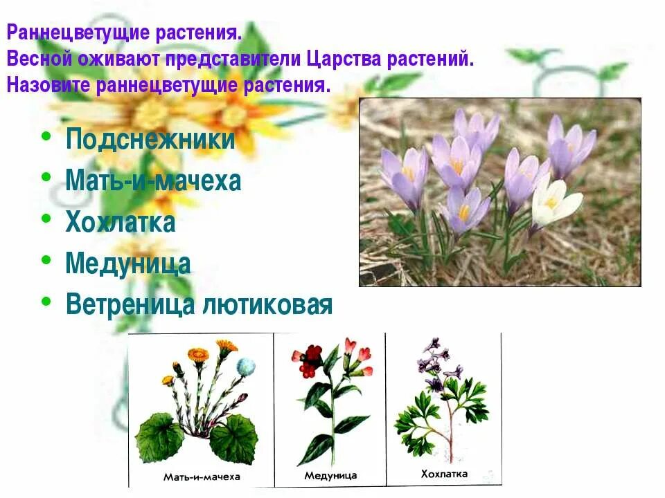 Сообщение о раннецветущих растениях 2 класс. Сообщение о раннецветущих растениях 2 класс