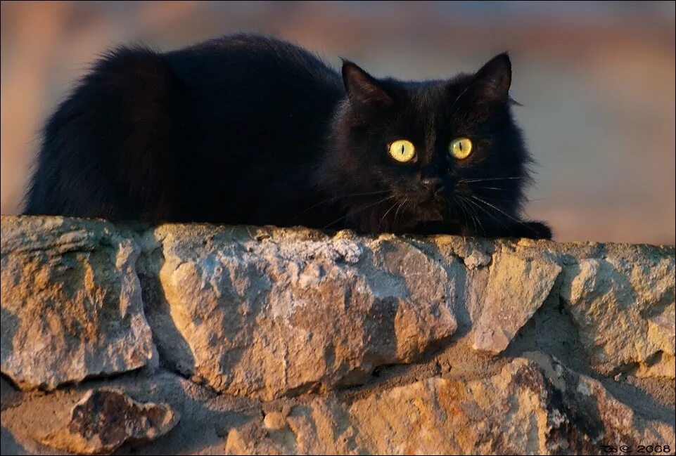 Чёрный кот. Черные коты. Красивый черный кот. Черный желтоглазый кот.