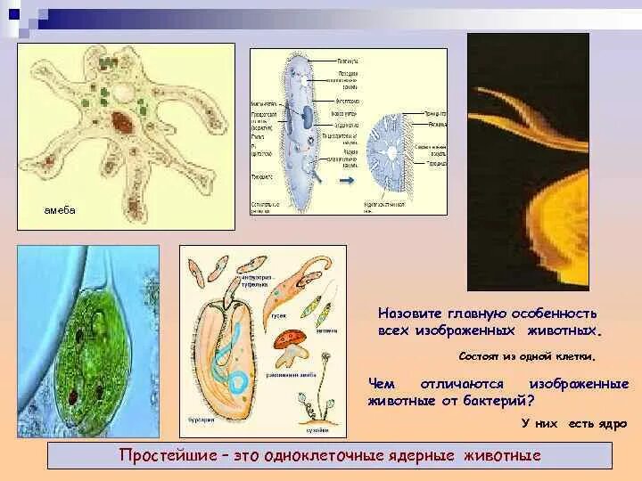 Организм животного состоит из клеток. Ядро простейших. Из одной клетки состоят. Животное которое состоит из 1 клетки. Подцарства простейшие ядро.