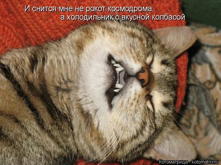 и снится нам. слушать и снится нам не рокот космодрома. котоматрица сон. и снится нам. и снится нам.