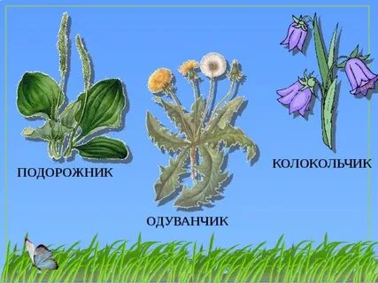 Одуванчик колокольчик
