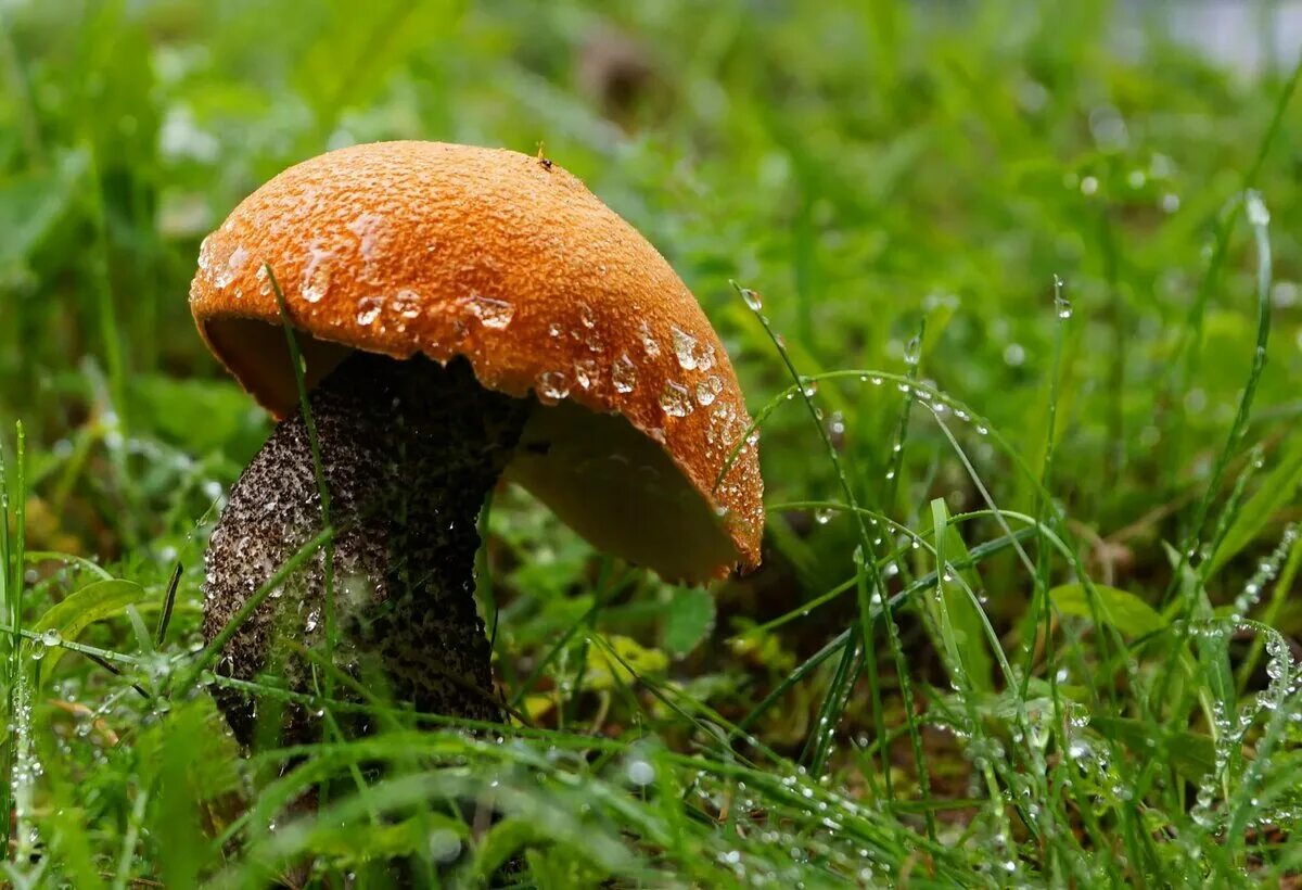Дождя больше грибов. Грибы после дождя. Грибной дождь. Красивые грибы. Грибной дождь и грибы.