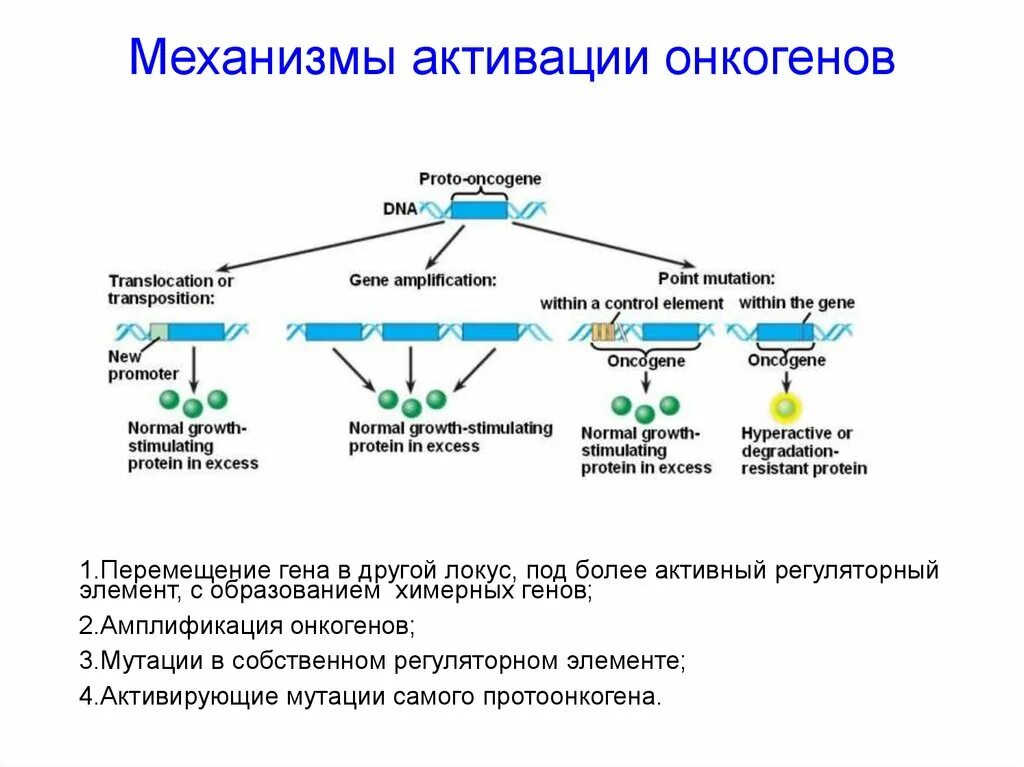 Роль онкогенов и онкосупрессоров. Роль онкогенов и онкосупрессоров