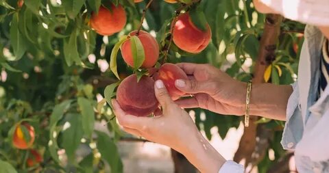 Pick fruit перевод