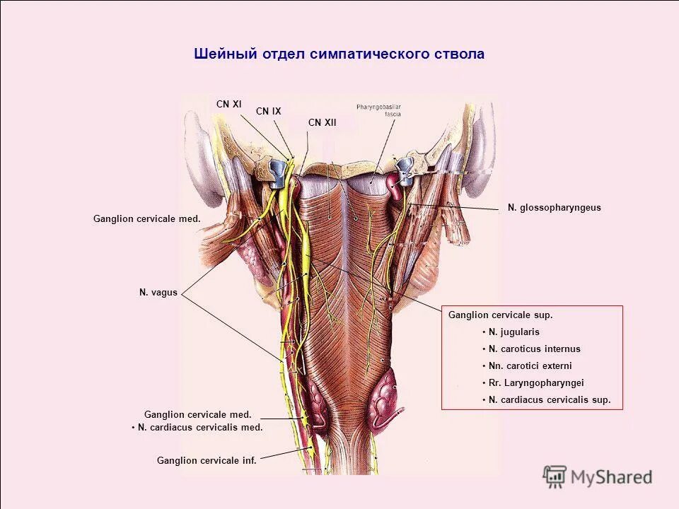 Ganglion перевод с латинского