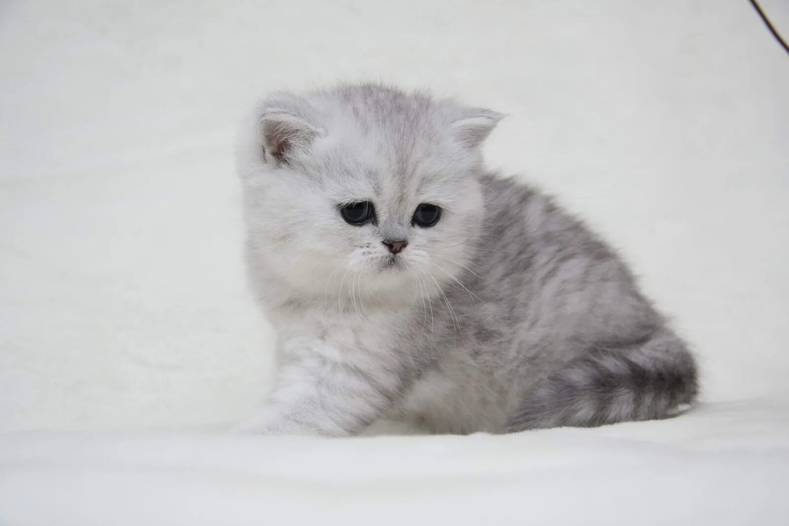 Кошечка шиншилла. Кошечка шиншилла. Британская шиншилла котята. Кошечка шиншилла. Шотландская короткошерстная шиншилла.