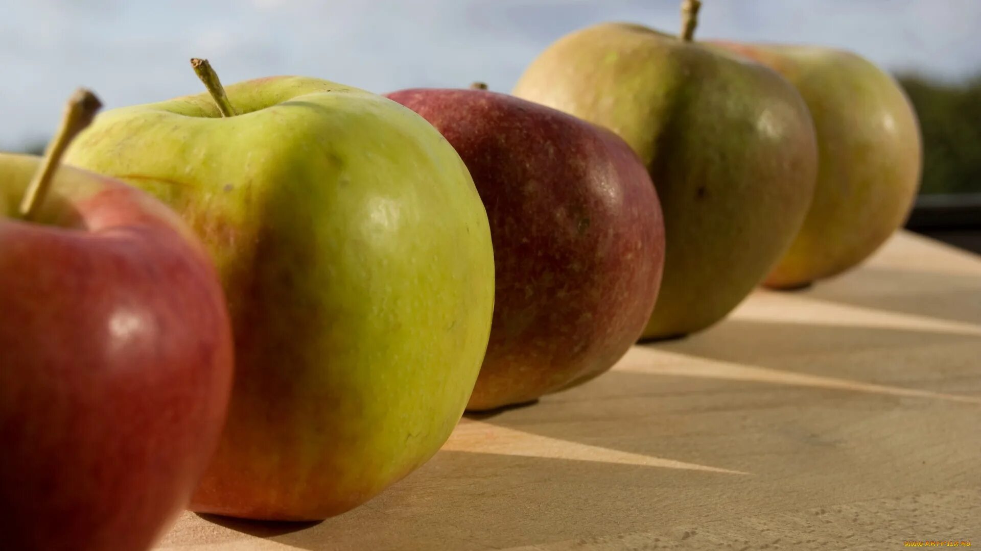 Яблоки Фаворит. Apple to eat. Яблоки под названием портрет фото. Бутылка которая издает звук яблок.