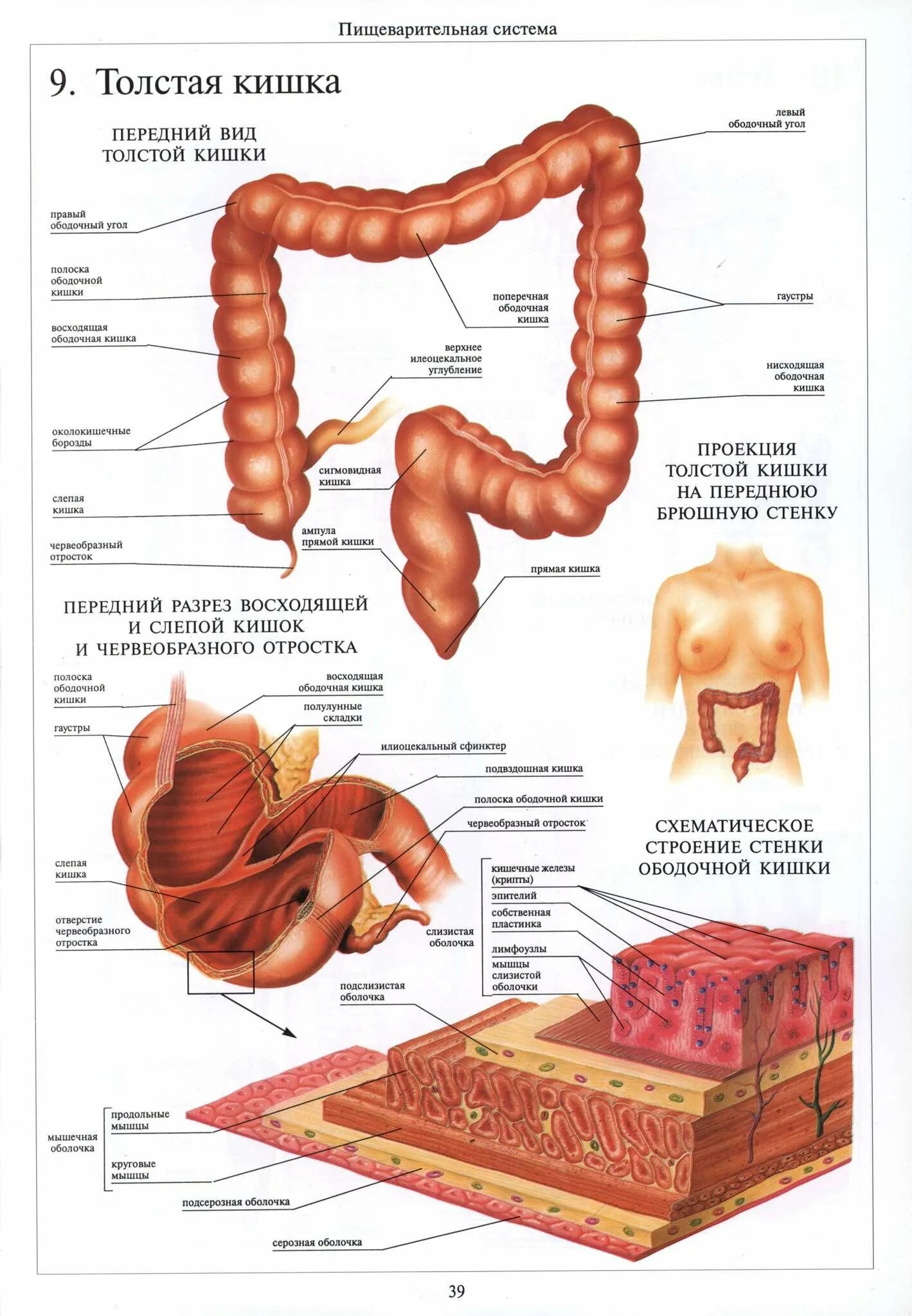 Название толстого кишечника. Внутреннее строение тонкой кишки и толстой кишки. Ободочная толстая кишка анатомия. Строение Толстого кишечника анатомия. Строение тонкого и Толстого кишечника схема.
