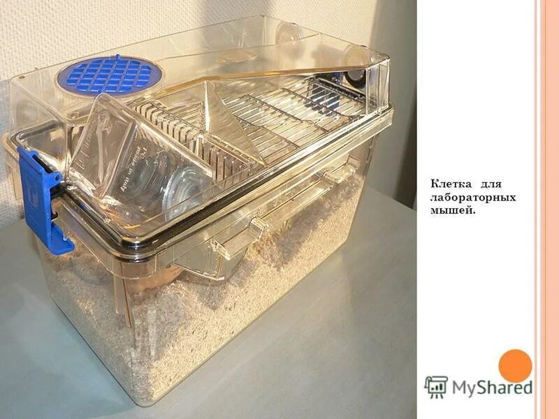 Клетки для вивария для крыс. Стеллажи лабораторными мышами. Клетки для лабораторных животных из китая №215143. Клетка для лабораторных мышей и крыс м-5. Оборудование для вивария оборудование для лабораторных животных.