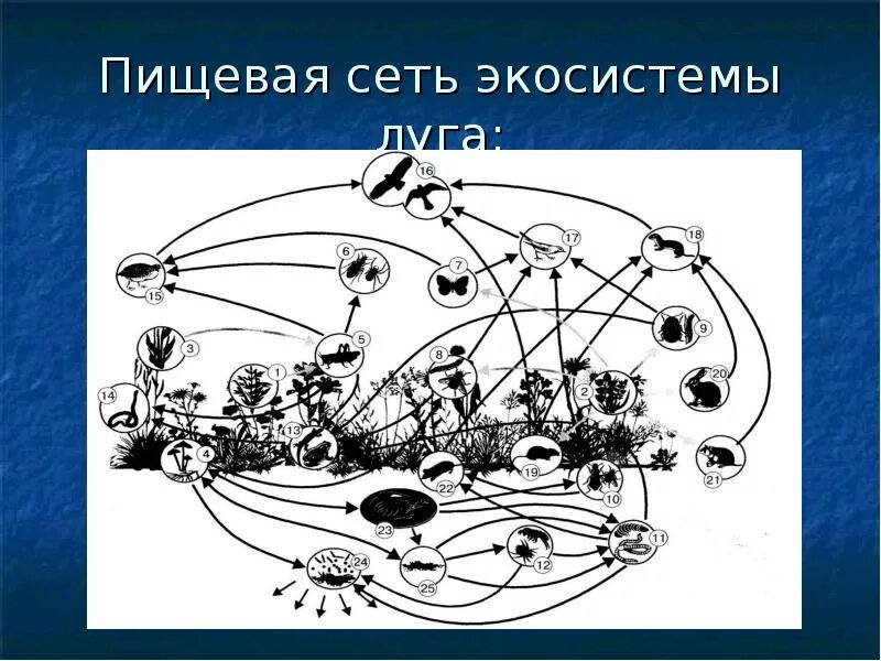 Разнообразие пищевых сетей. Пищевая сеть экосистемы Луга. Пищевая сеть биогеоценоза. Схема пищевой сети. Экосистема Луга схема.