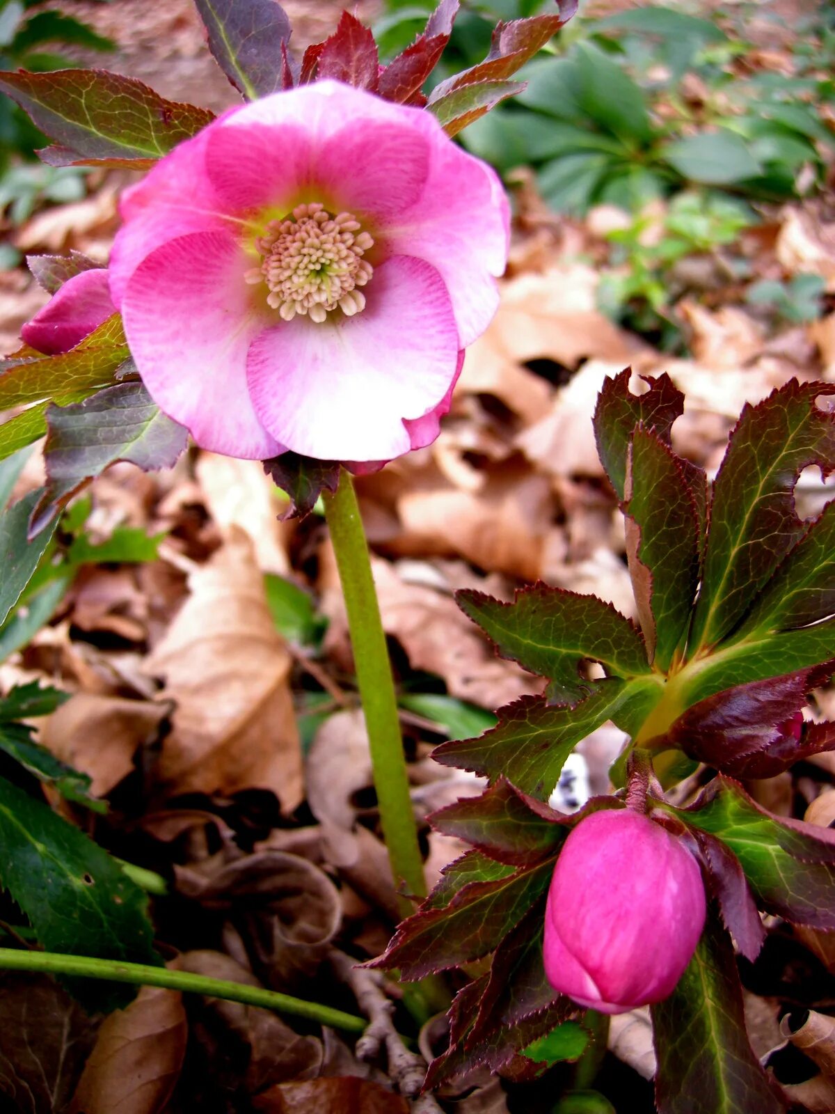 Морозник описание. Морозник геллеборус. Геллеборус цветок. Морозник анемоновидный. Морозник геллеборус розовый.