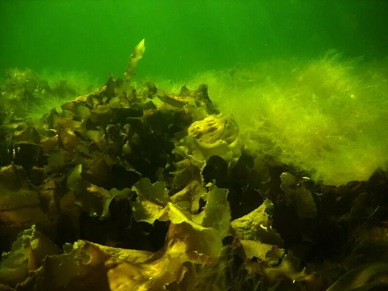 Архангельские водоросли интернет. Водоросли белого моря фукус. Фукус бурая водоросль белое море. Соловки водоросли ламинария фукус. Ламинария Беломорская.