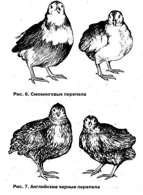 Порода перепелов Тенеброз. Селадоны перепела самка самец. Английская черная порода перепелов. Смокинговый перепел описание породы.