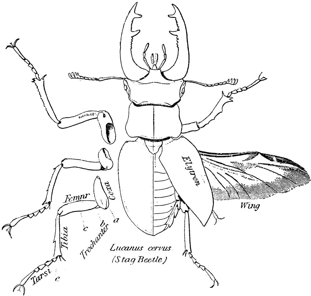 Строение жука оленя. Строение жука оленя биология. Внутреннее строение жука оленя. Жук Рогач строение.