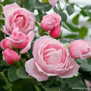 Katie's rose