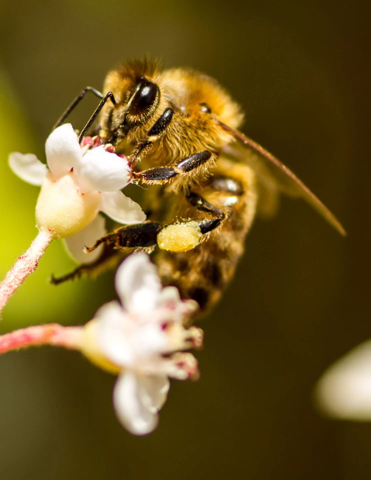 Жизнь домашних пчел. Пчела APIS mellifera. Пчела (Anthophila). Пчёлка на цветке. Рабочая пчела.