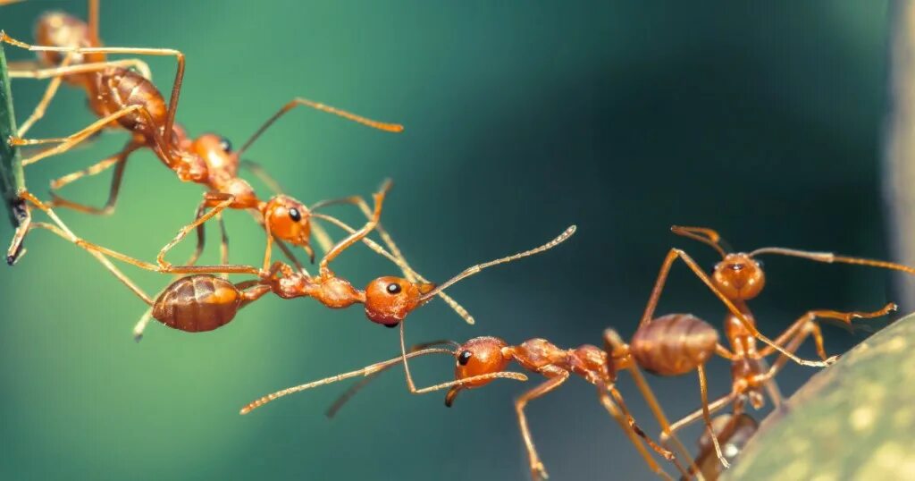 Название армейского муравья. Отрокары муравьи. Стая муравьев. Морской муравей. Муравьи идут.