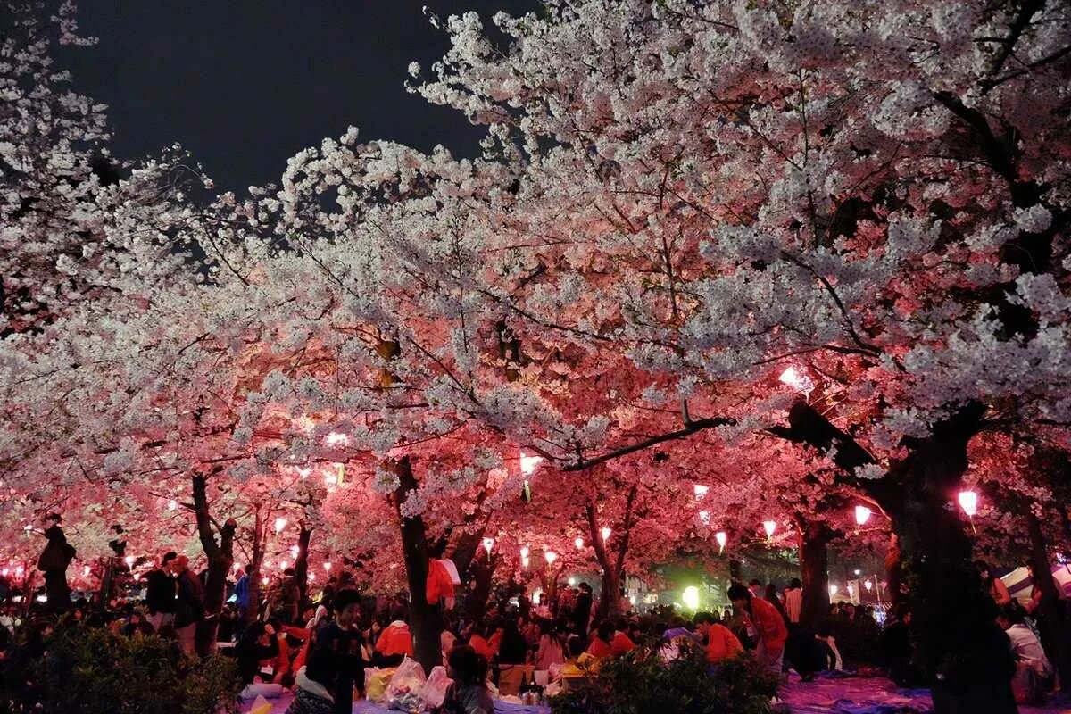 Праздник цветения Сакуры в Японии. Япония Сакура Ханами. Фестиваль цветения Сакуры в Японии. Ханами – любование сакурой в Японии. День цветущей сакуры