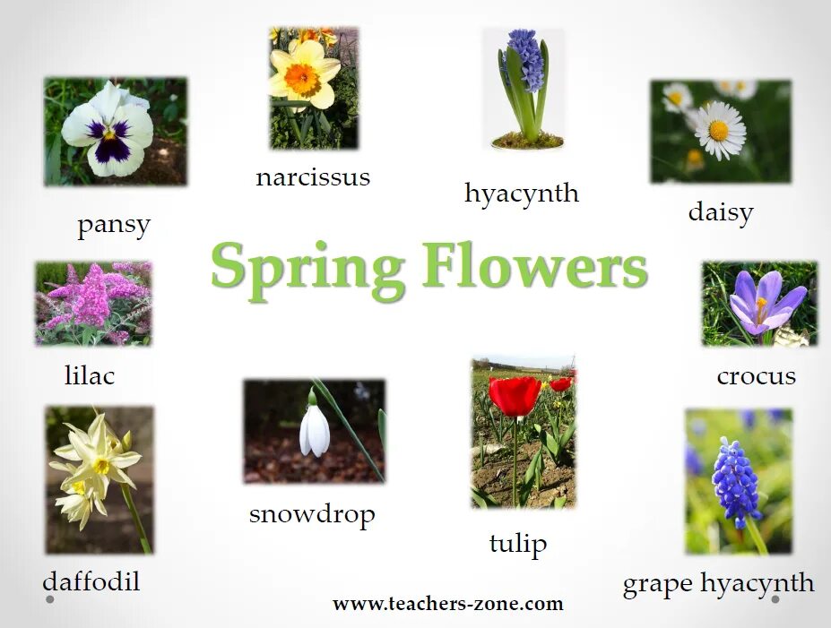 Spring транскрипция. Spring Flowers Vocabulary. Spring Vocabulary Flashcards. Spring Flowers in English for Kids. Тюльпан по английскому произношение.