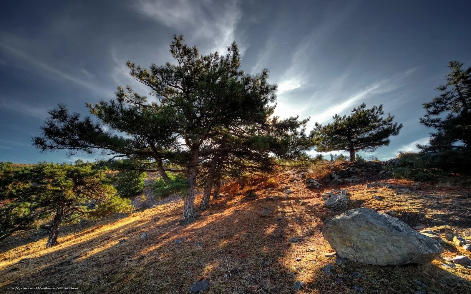 Hill Sunshine. Sunshine HDRI. Tree Anatolia. Lost tree