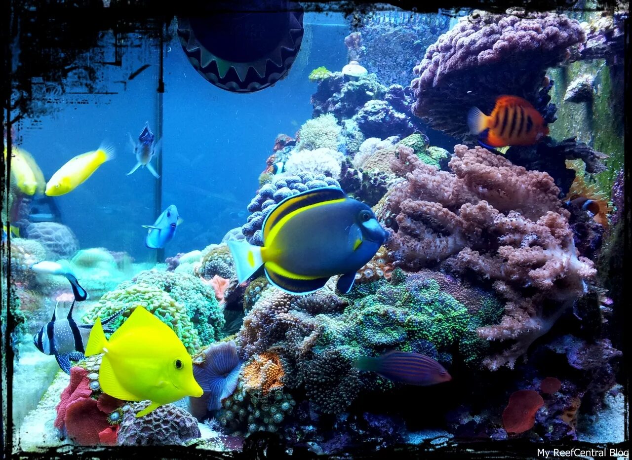 Риф централ. Aquario 3591. Aquario реклама. Aquario AC. Reefcentral