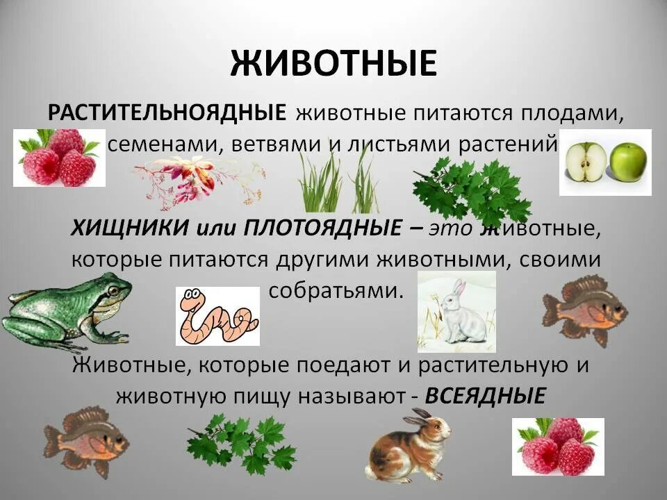 Почему численность растительноядных рыб. Питание животных. Как питаются животные. Питание растительноядных животных. Травоядные организмы.