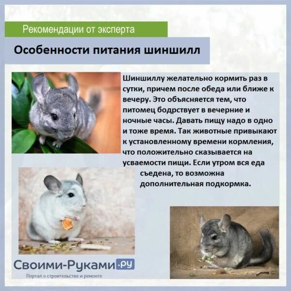 Чем можно кормить шиншиллу. Таблица рациона питания шиншилл. рацион шиншиллы. чем кормить шиншиллу в домашних условиях список. растительноядные шиншилла.