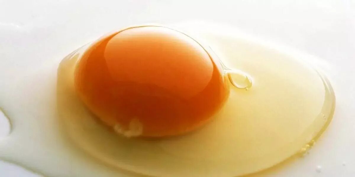 Почему мутные белки яиц. Яйцеглист в куриных яйцах.