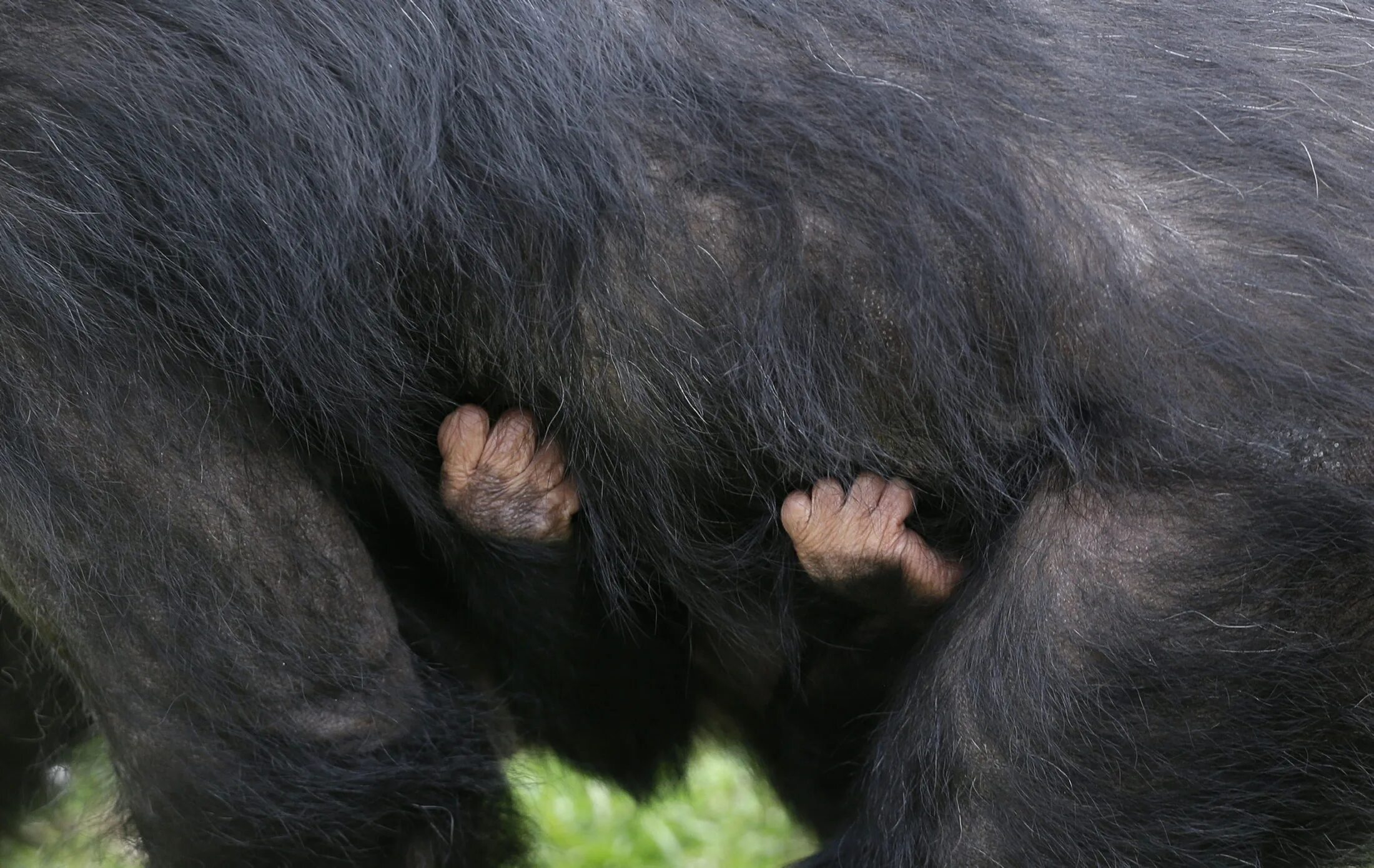 Monkey fur