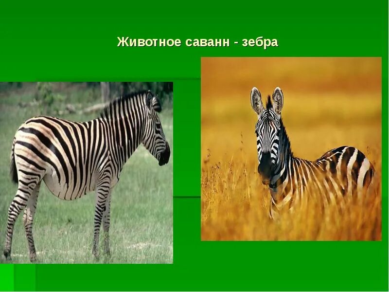 Зебры в саванне. Зебра обитатель природной зоны. Зебра природная зона. Зебра живет в тропическом лесу.