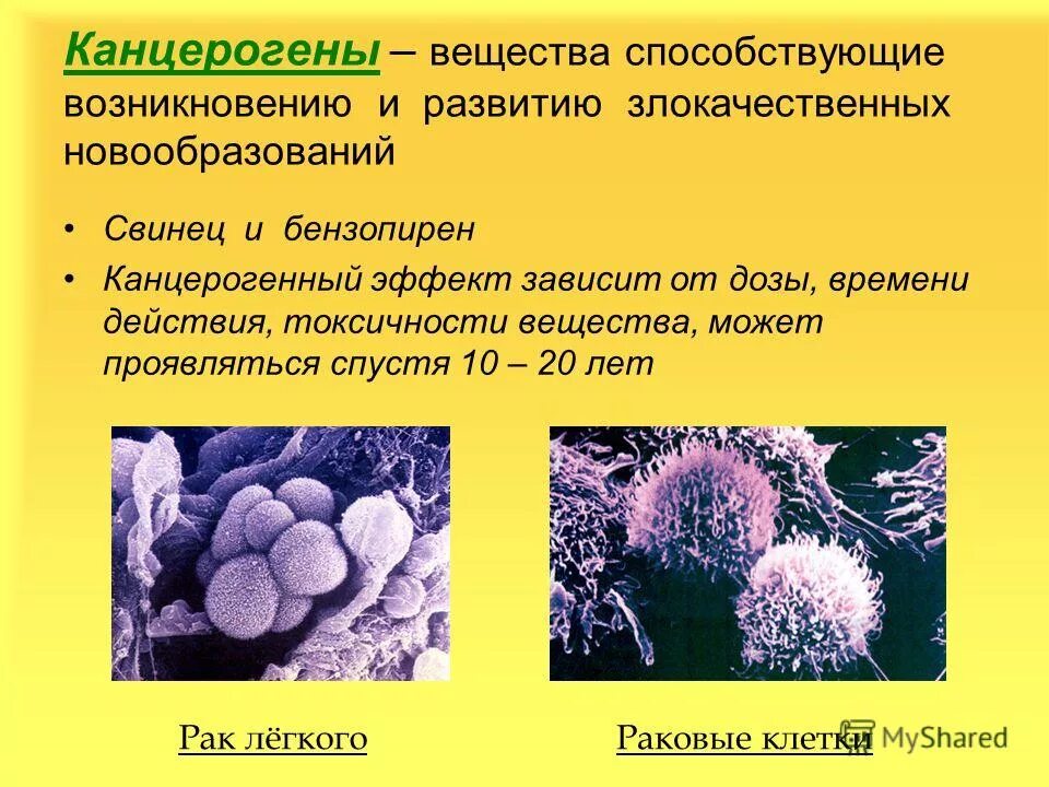 Канцерогены вызывающие рак. Опухоли канцерогенные вещества. Канцерогены химические вещества. Химические канцерогены опухоли. Канцерогенные вещества при опухолях.