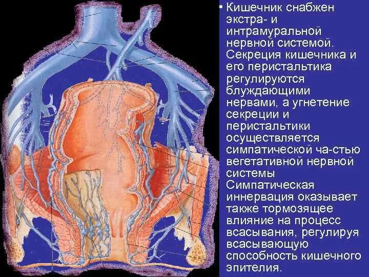 Нервная система кишечника. Нервозный кишечник.