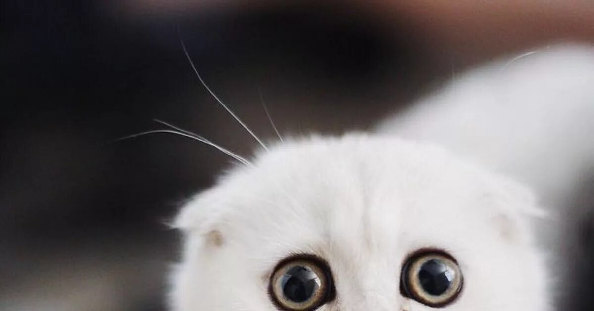 Невинные глазки. Котенок с большими глазами. Провинившийся котенок. Невинные глаза кота.