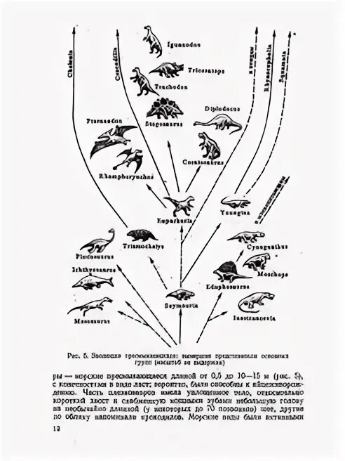 Эволюционные изменения птиц. Происхождение и Эволюция рептилий схема. Эволюция птиц схема. Филогенетическое Древо рептилий. Эволюционное Древо рептилий.