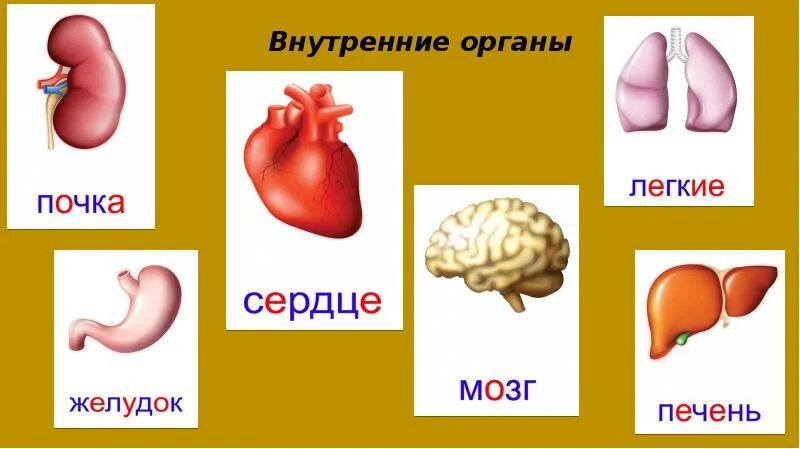 Оргнычеловека для детей. Органы человека для дошкольников. Внутренние органы человека для детей. Внутренние органы для дошкольников.