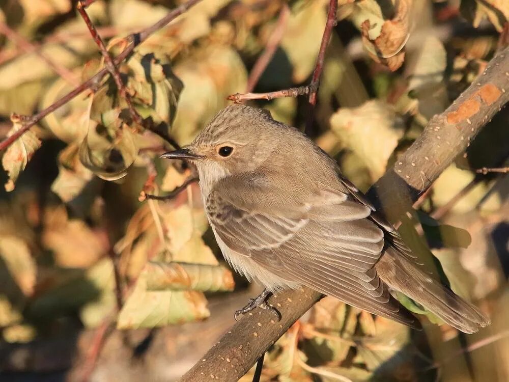 Серая мухоловка (Muscicapa striata). Пеночка пересмешка. Пеночка пересмешка гнездо. Мухоловка серая – Muscicapa striata (Pallas, 1764).