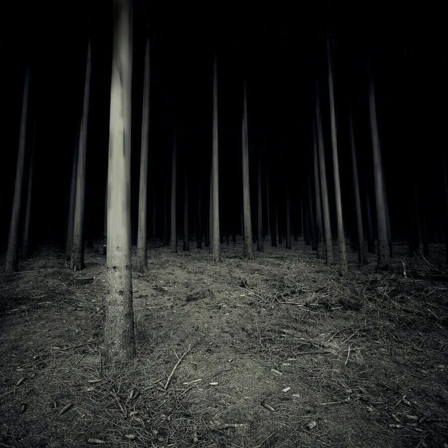 Хоррор night. Страшный лес. Страшный ночной лес. Страшно в лесу. Страшные леса ночью.