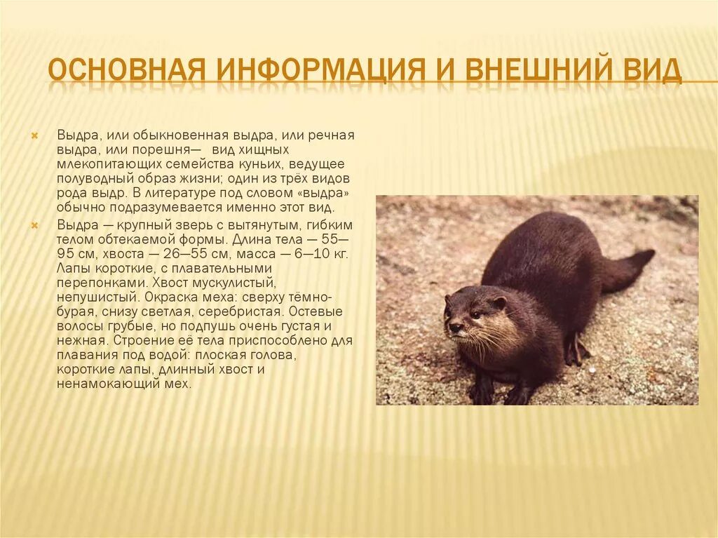 Млекопитающие занесенные в красную книгу