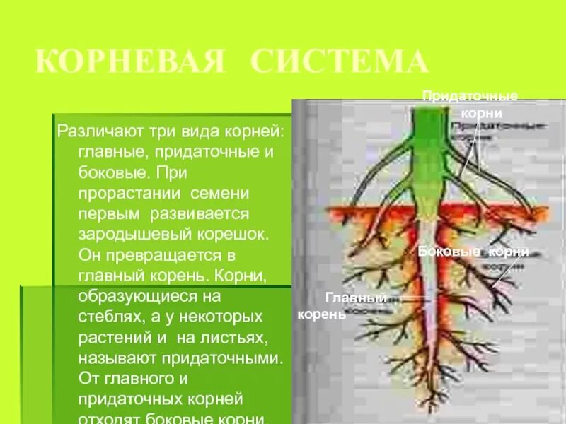 Главный корень боковой корень придаточный корень. Корень главный корень боковые корни придаточные корни. Главные боковые и придаточные корни. Придаточные боковые и главный корень.