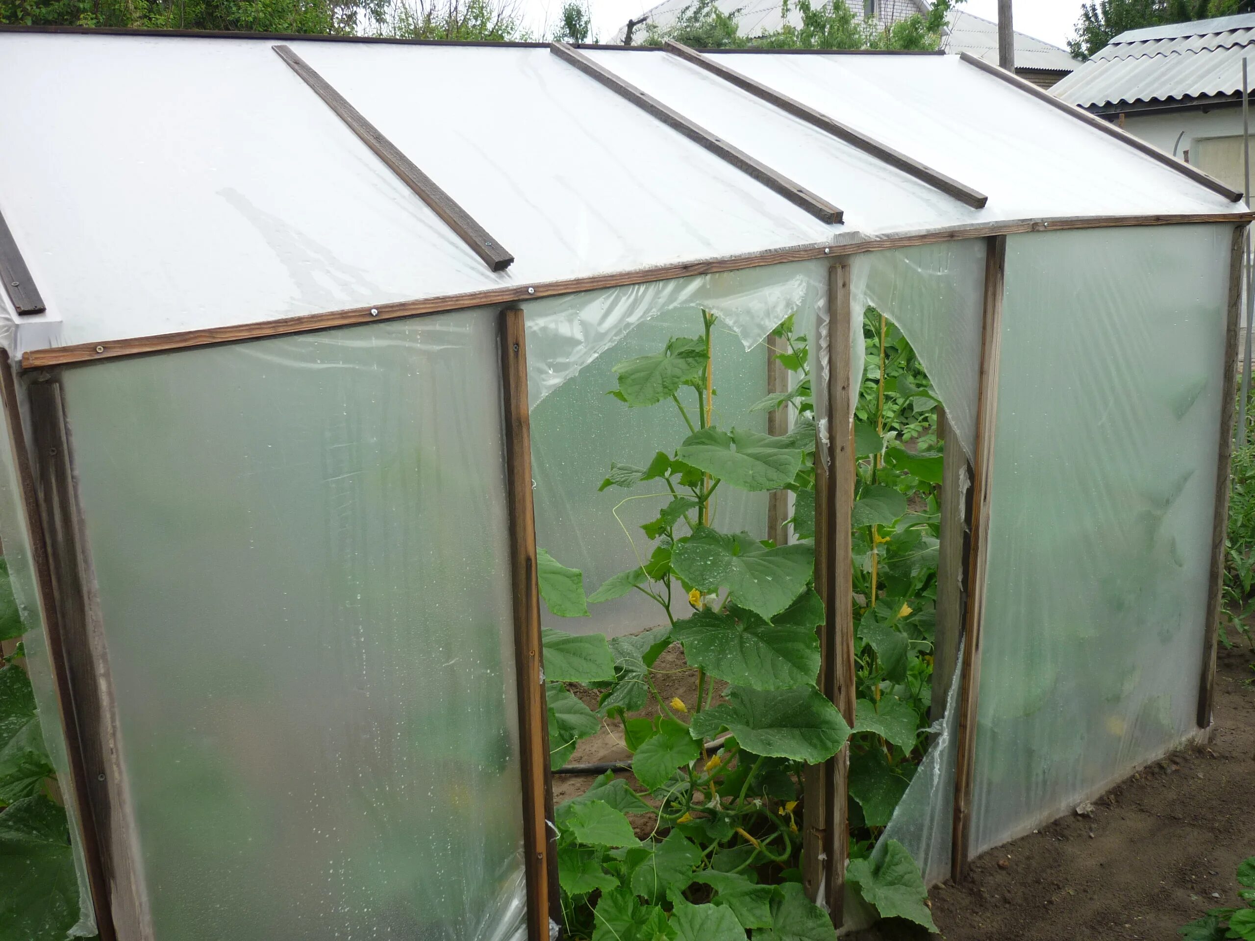 теплица на дачном участке. теплица из пленки. парник из досок и пленки. теплица из пленки. парник деревянный.
