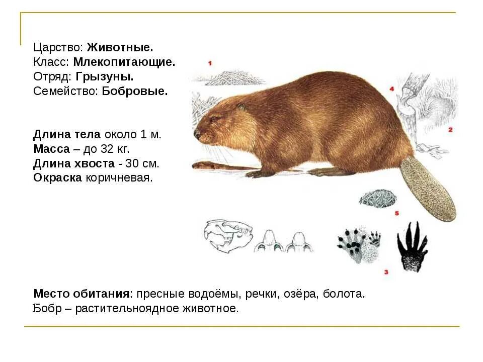 План бобра. Загадка о бобрах. Сообщение о бобрах. Бобр загадка для детей. Загадки о бобрах для детей.