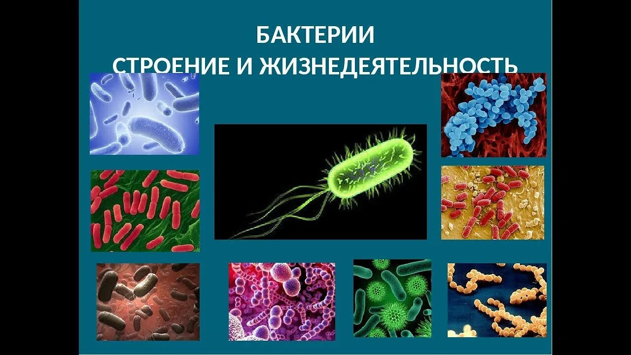 Урок биологии бактерии
