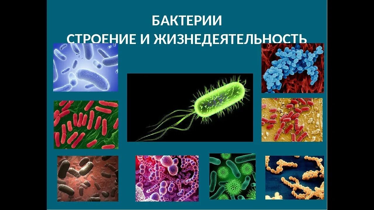 Презентация бактерии 7 класс пасечник. Царство бактерий строение и жизнедеятельность бактерии. Царство бактерий 5 класс биология. Жизнедеятельность бактерий 5 класс. Проект царство бактерий 5 класс биология.