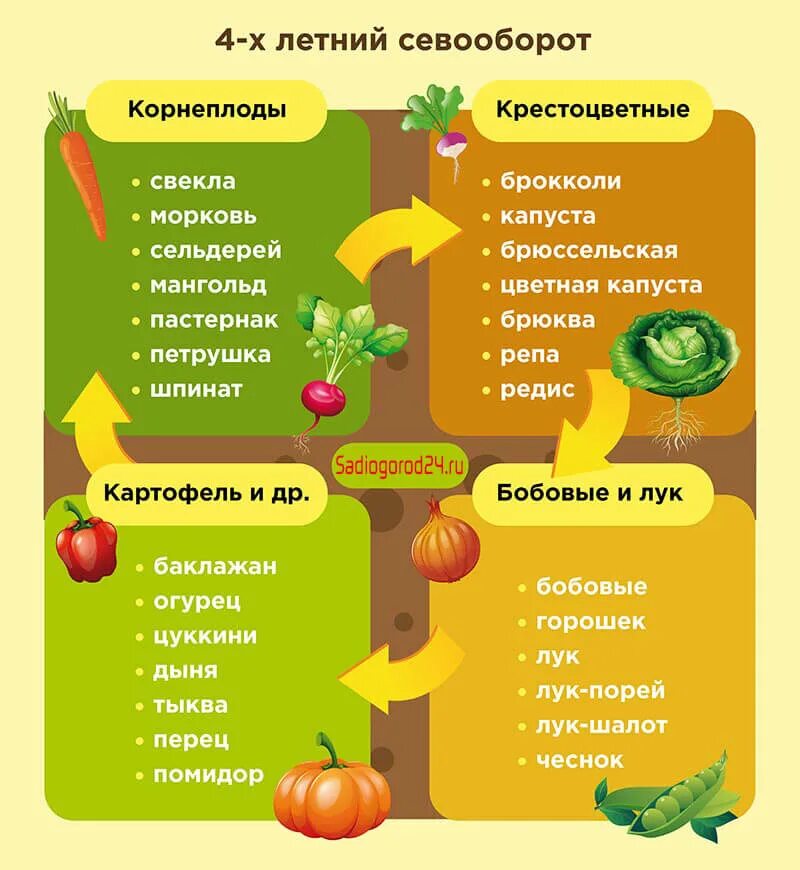 Севооборот 4 культуры