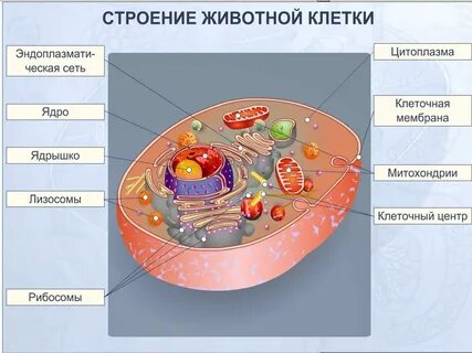 Животная клетка 8 класс биология функции